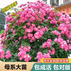 爬藤月季安吉拉藤本月季花苗盆栽蔷薇花苗四季开花阳台庭院花卉