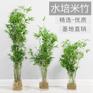 水培植物米竹室内盆栽富贵竹南天竹盆景绿植小叶百合竹子花卉好养