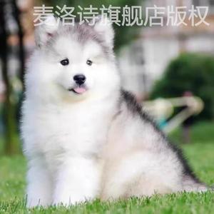 大型犬纯种阿拉斯加萨摩耶巨型灰桃阿拉斯加雪橇犬家养宠物狗活体