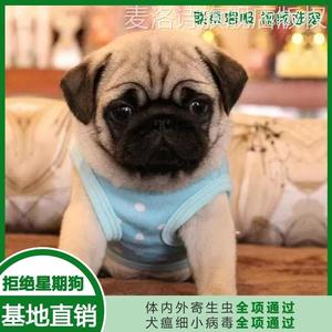 纯种小型短毛黑脸短腿巴哥幼犬憨厚八哥犬可爱哈巴狗活体宠物狗狗