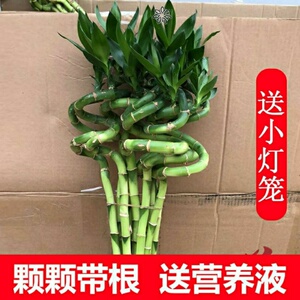 花卉盆栽富贵竹开运 花卉盆栽富贵竹开运品牌 价格 阿里巴巴