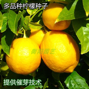 台湾香水柠檬种子 四季播种水果种子 果树种子 柠檬种子 青柠檬籽