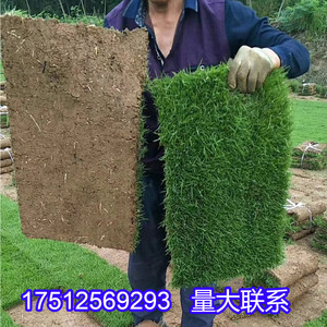 矮生台湾青果岭草草籽草坪种子庭院别墅绿化草皮不修剪护坡草种子