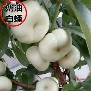 嫁接新品种桃苗白玉蟠桃树苗大果桃子树苗庭院水果树苗当年结果苗