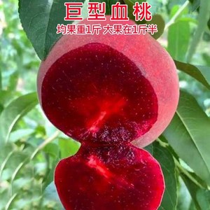 新品种越南特大巨型血桃苗晚熟桃子嫁接桃树苗南方北方种植易活