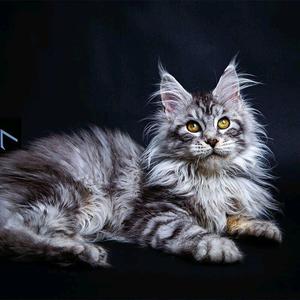 缅因猫幼猫纯种巨大型德文猫加菲猫大型猫黑挪威森林烟灰棕银虎斑