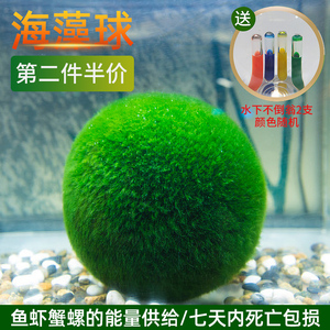 鱼缸海藻球水草微景观生态瓶绿藻球造景装饰绿植水生水培植物