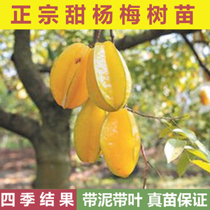 杨桃果树苗台湾四季甜红杨桃苗嫁接苗南方种植庭院水果树苗地盆栽