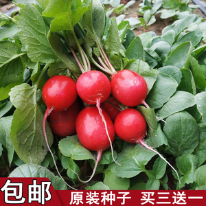 樱桃萝卜种子小罗卜红色四季蔬菜种子阳台盆栽田园菜籽种