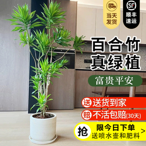 金心百合竹客厅真花绿植室内大型落地盆栽老桩造型高端植物龙血树