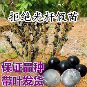 嘉宝果树新品种盆栽大树苗四季早生沙巴树葡萄苗带土带叶发货果苗