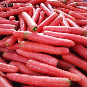 水果胡萝卜种子透心红萝卜孑四季春季秋冬蔬菜甜脆胡罗卜种籽有机