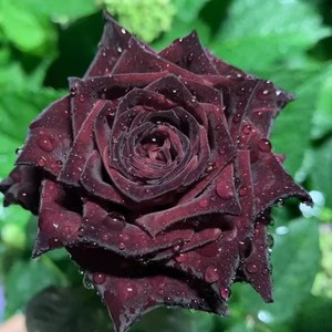 黑巴克玫瑰月季花大苗丝绒质感强暗红色四季开阳台庭院花卉绿植物