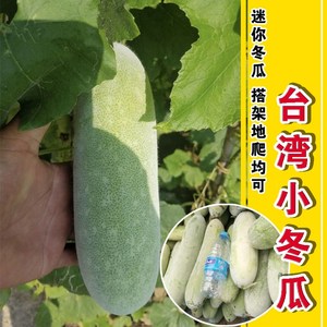 迷你台湾小冬瓜种子早熟粉皮东瓜春季秋季节四季高产耐寒蔬菜种孑