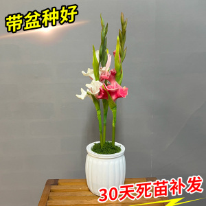 剑兰鲜花盆栽花卉水培土培绿植室内阳台庭院花园四季易活开花植物