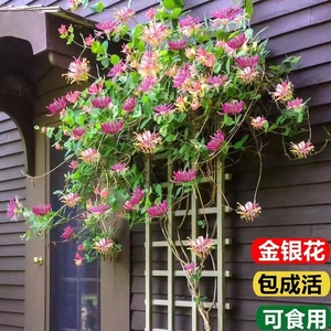 金银花树苗盆栽红金银花可食用爬藤植物庭院阳台四季好养花卉绿植