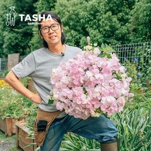 塔莎的花园大花绣球花苗小苗粉色逃跑新娘盆栽地栽室内外阳台庭院