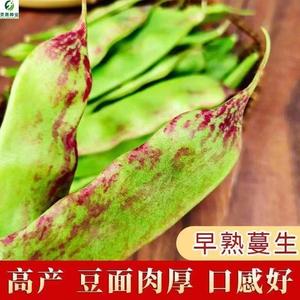 东北油豆角种子一点红油豆角种籽将军豆春秋早熟四季高产芸豆种孑