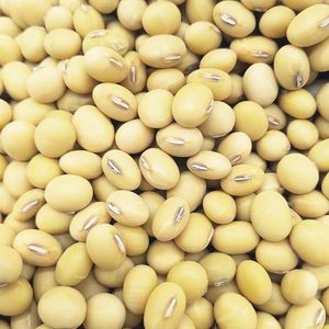 农家自产大黄豆1-5斤五谷杂粮豆浆豆芽非转基因豆子黄豆