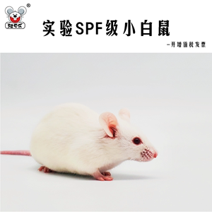 活体实验室KM昆明小白鼠学生试验SPF无菌封闭群基因解刨鼠病理学