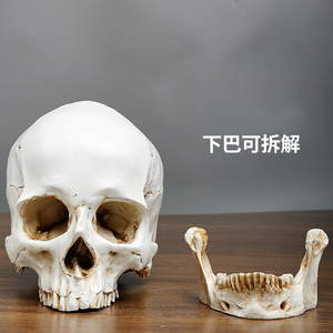 树脂仿真石膏头骨像美术素描骷髅头模型1比1教具人物写生静物
