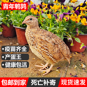 青年萌宠鹌鹑下蛋王阳台散养宠物鸡繁殖青年活苗巨型成年宠物小鸟