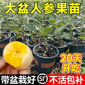 人参果苗南方种植果树苗阳台盆栽蔬菜苗秧苗秋季种子籽孑七彩水果