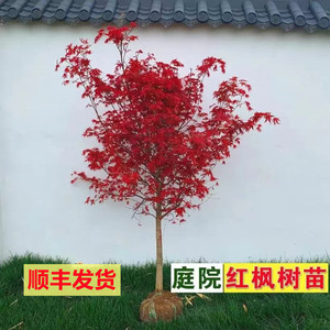 正宗日本红枫树苗红舞姬地栽大树花卉盆景耐寒庭院植物三季红老桩