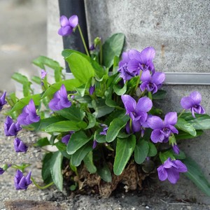 花草紫花地丁种子耐寒被耐阴多年生花种四季花籽花地丁紫花矮生