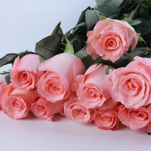 戴安娜月季花苗大花切花 欧月带花苞发货阳台绿植盆栽粉色玫瑰花