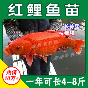 大品种优质兴国红鲤鱼苗荷包红鲤鱼可食用可观赏淡水养殖活体包活