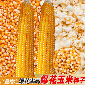 爆花玉米的种子 爆米花专用爆裂小玉米种籽孑 爆玉米花早熟高产种