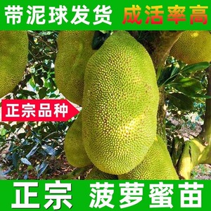 菠萝蜜树树苗嫁接泰国红肉干苞海南四季榴莲蜜木菠萝蜜果树苗庭院