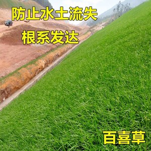 种子庭院高档果岭草皮护坡固土草草籽种籽草绿化地毯草坪四季常青