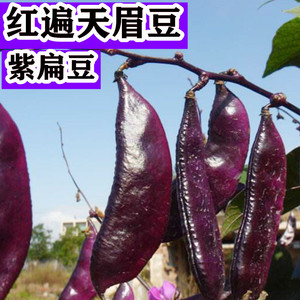 摘不败红眉豆种子苗高产豆角紫扁豆种籽农家南方种春四季蔬菜种孑