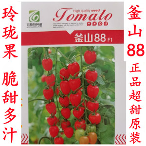 釜山88红色樱桃番茄种子特色圣女果抗病高产口感好小番茄种苗种苗