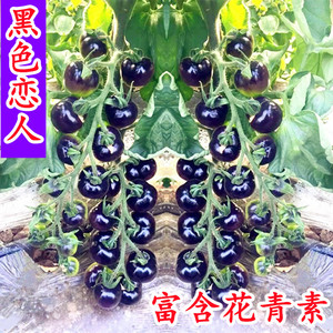 黑色恋人樱桃黑番茄种子四季黑西红柿种苗种籽西黑柿春季蔬菜种孑