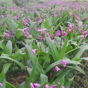 白芨种子紫花三叉白芨种子白芨苗中材白及种苗南北方盆栽盆景