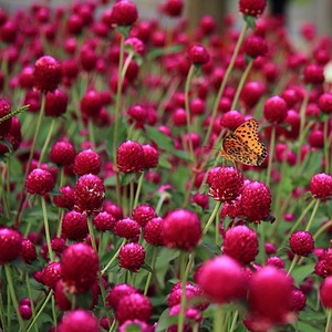 千日红花种子易种易活庭院景观火球花阳台盆栽观赏花卉春天花种子