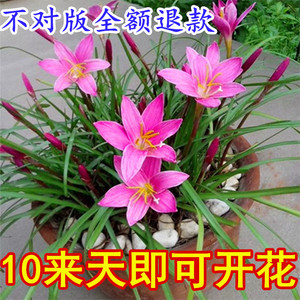 四季风雨兰韭兰花韭菜莲葱兰花苗石蒜花球根鲜花卉绿植盆栽种球根