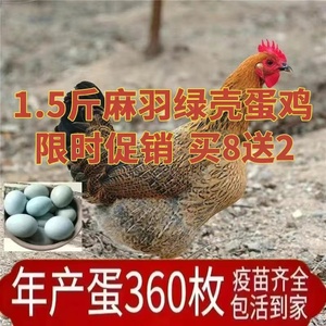 正宗散养1.5斤高产绿壳蛋鸡苗麻羽土鸡活苗小鸡活苗蛋鸡产蛋鸡苗