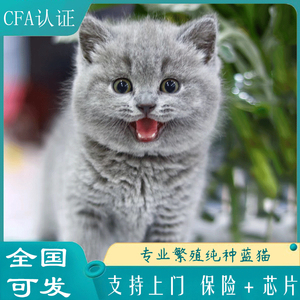 英短蓝猫美短加白蓝白猫英国短毛猫纯种深灰色猫咪活物宠物猫活体