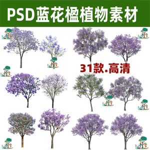 园林景观PS高清开花乔木紫花紫色植物行道树蓝花楹PSD分层素材