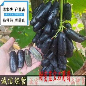 正宗甜蜜蓝宝石葡萄苖新品种特大葡萄果树苗南北方种植当年结果