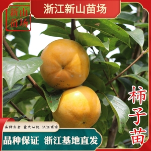 日本甜脆柿子苗树次郎阳丰大秋太秋甜柿树苗脆甜柿苹果柿有核无核