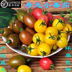 寿光五彩四色混装圣女果小番茄彩色生吃西红柿阳光青口蜜三色柿子