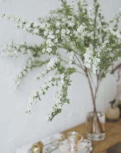 日本南天竹 日本南天竹品牌 价格 阿里巴巴