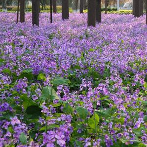 二月兰花种子多年生耐寒诸葛菜紫金草庭院花籽地被植物室内外盆栽