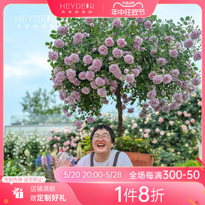 海蒂的花园旗舰店月季玫瑰花盆栽蓝色阴雨粉色龙沙宝石藤本月季