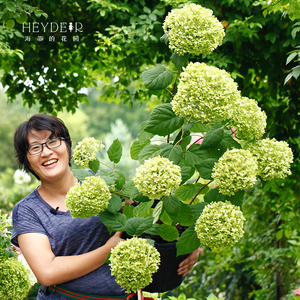 海蒂的花园 贝拉安娜绣球花朵巨大可变色做干花耐寒好养花卉盆栽